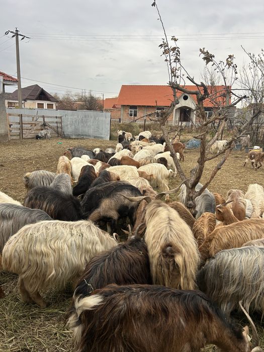 Vand Capre de rasa pret negociabil