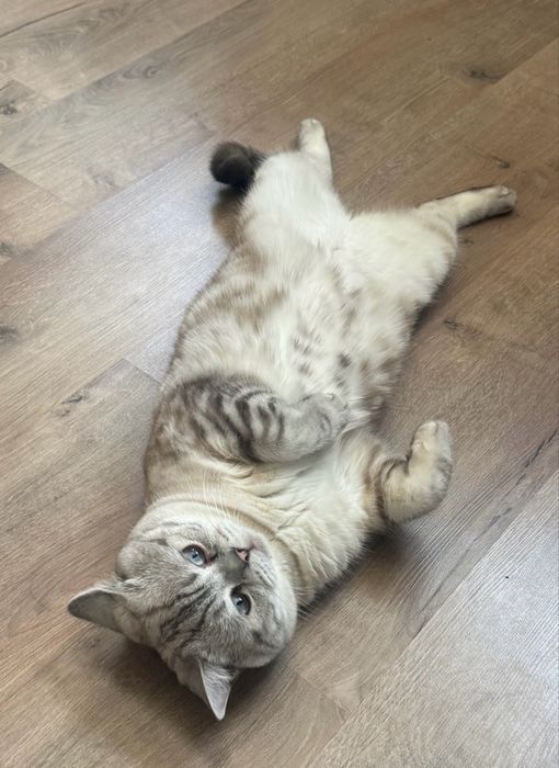 Кот скоттиш страйт