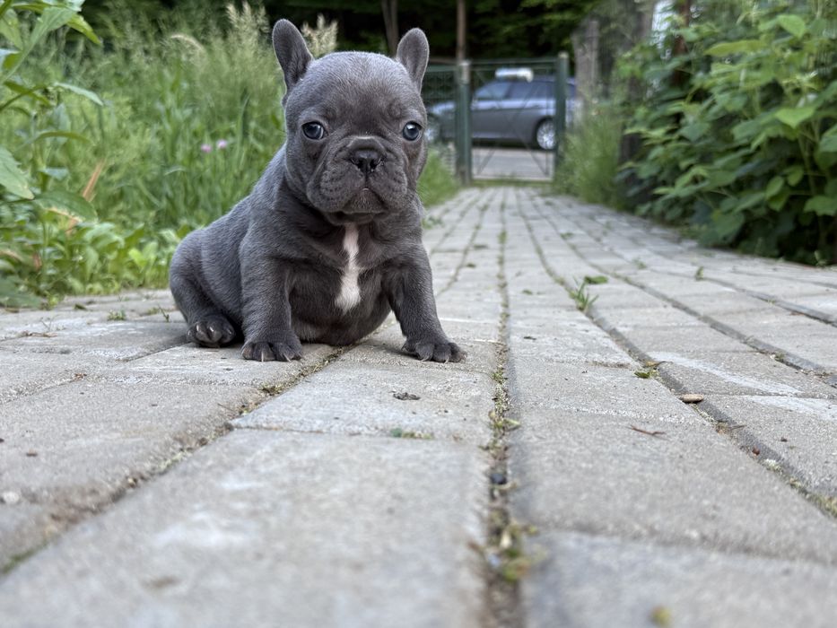 Bulldog francez