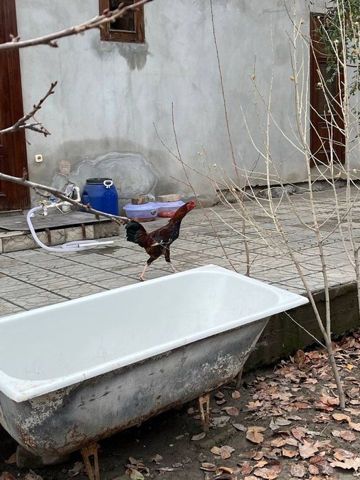 Dakan xo'roz sotiladi. Uyda boqilgan. 1 yosh