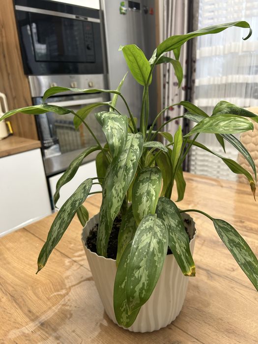 Продам цветок в горшке