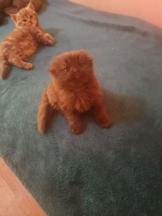 Котята британские