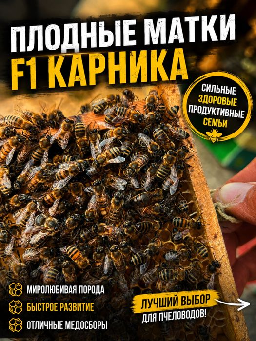 Плодные матки F1