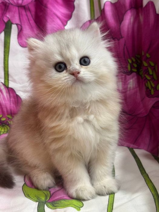 Продаётся котёнок скоттиш страйт!