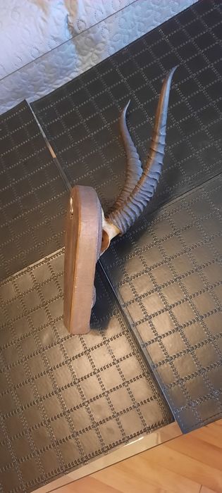 Оригинални рога от пустинята Гоби