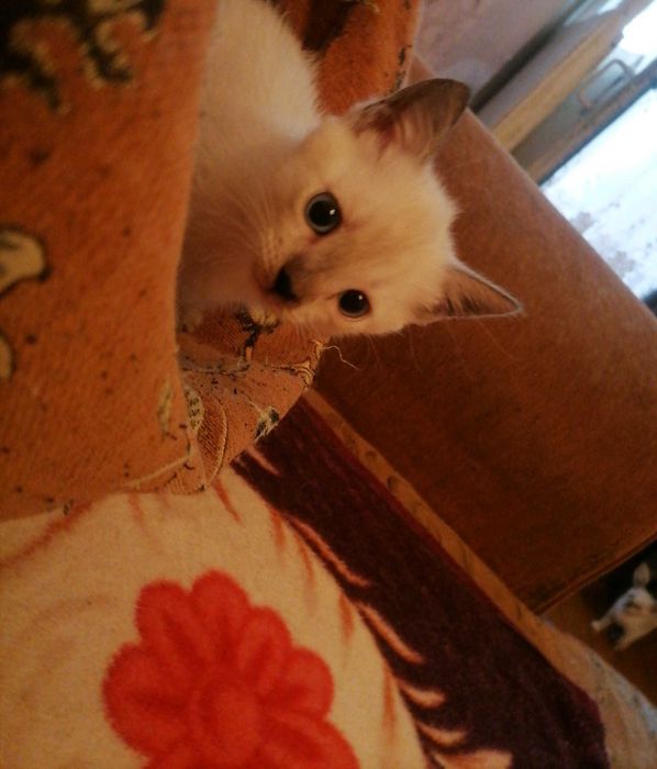 Сиамские котики ()