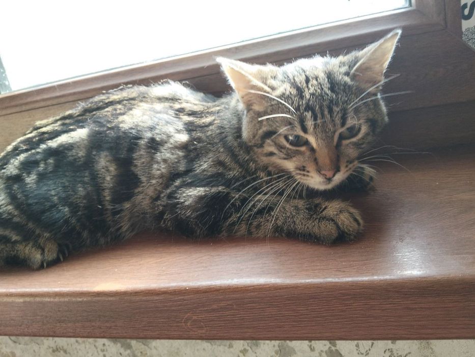 Пристраивается домашнаяя кошка и кот  в добрые ручки,  Чил район