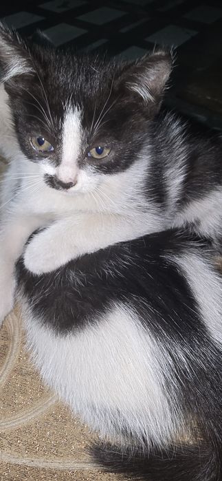 Отдам ласковых котят