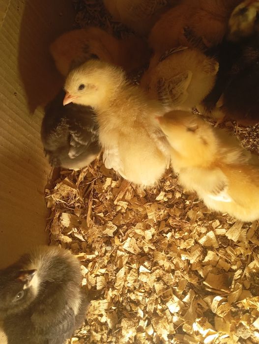 Шөже бар 1 апталық