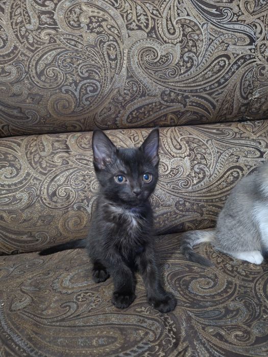 Отдадим котят в хорошие руки