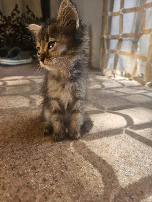 Отдам котят бесплатно