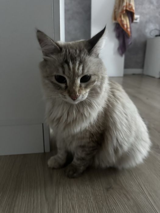 Найдена кот/кошка