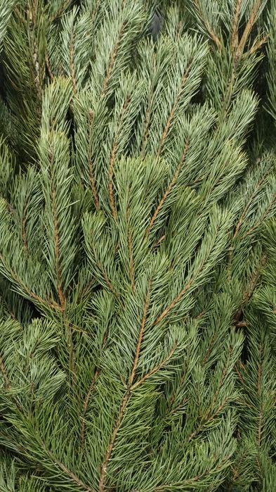 Ёлки Новогодние.