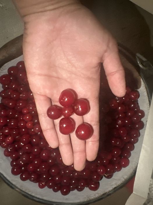 Продается вишня сладкая