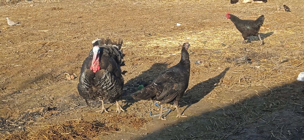 Induk 1ta erkak 1ta qizbola