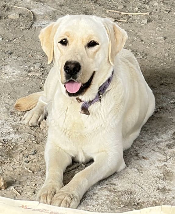 Щенки лабрадор золотистый ретривер