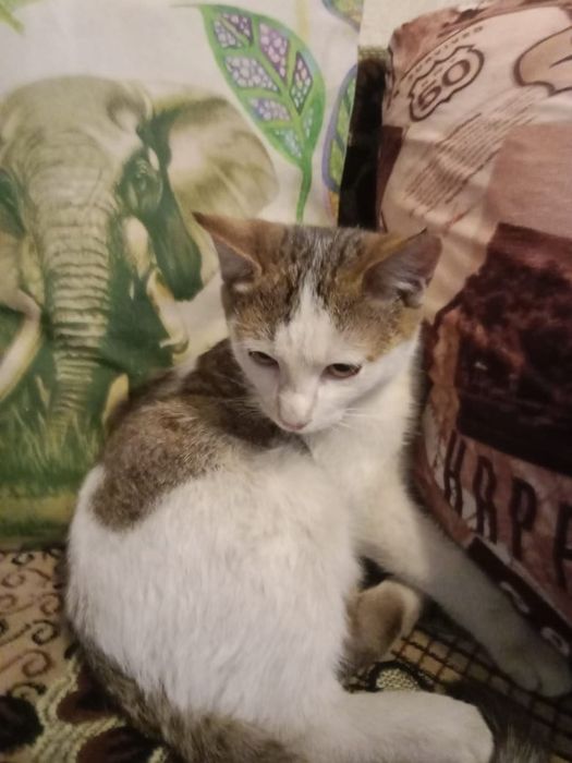 Котёнок даром. Срочно.  Муратбаева гоголя