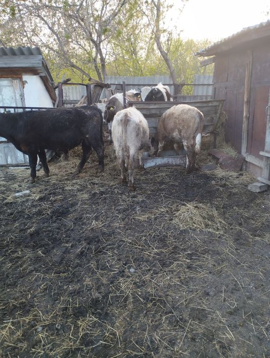 Продам бычков годовалых