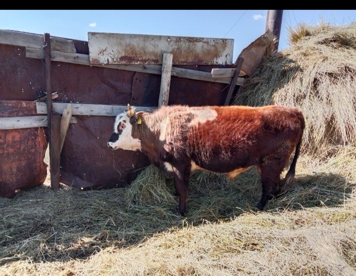 Продаётся  двухгодовалый бык