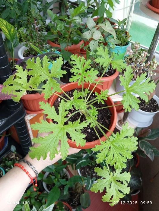 Продам цветы комнатные