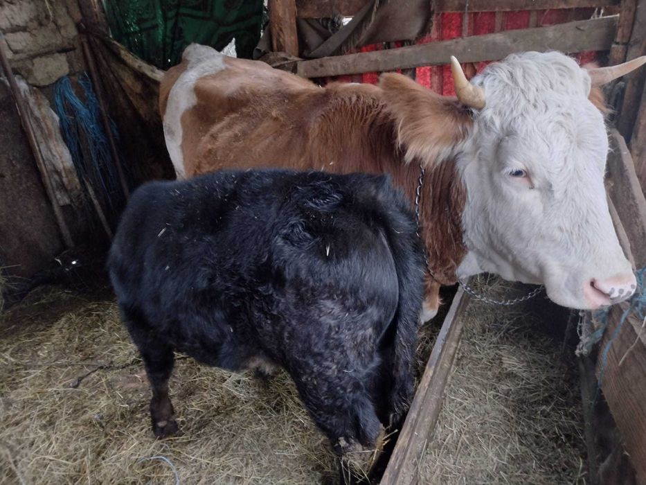 Vand vaca baltata romaneasca gestanta in 3 luni