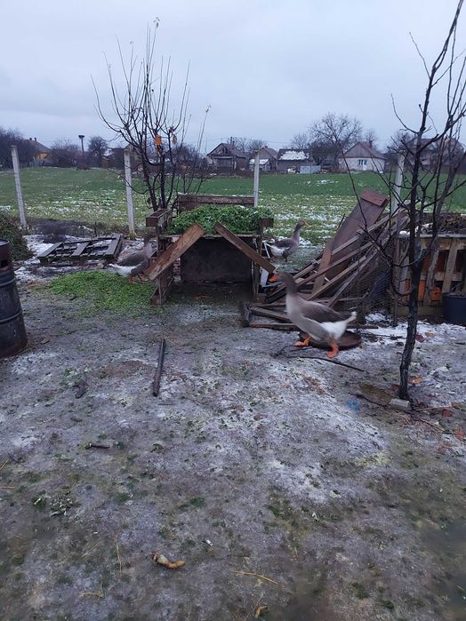 Gascani mari si frumoșii