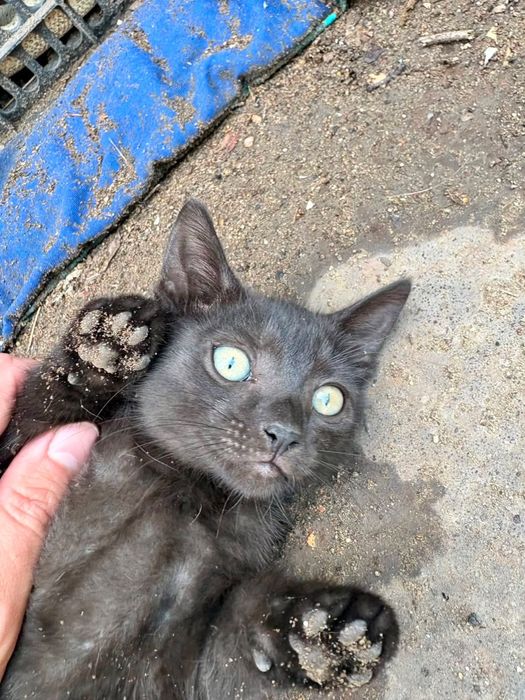 Отдам котят в хорошие руки