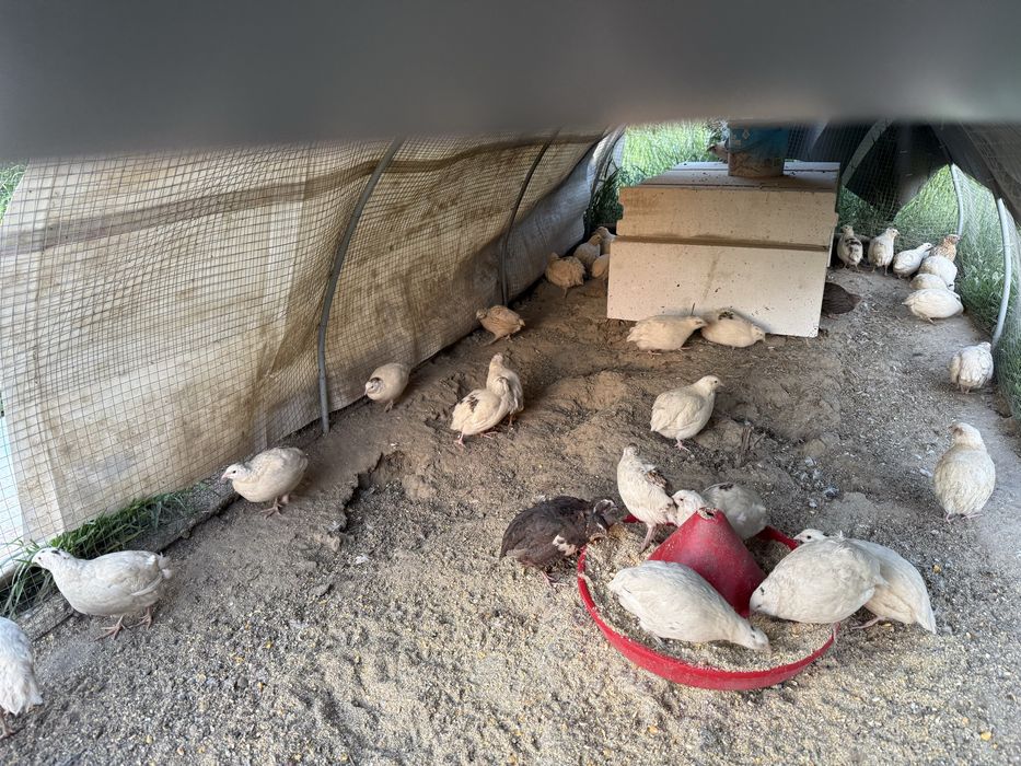 Vând prepelițe si ouă de prepeliță