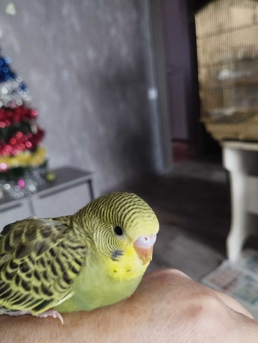 Птенец волнистых попугаев.