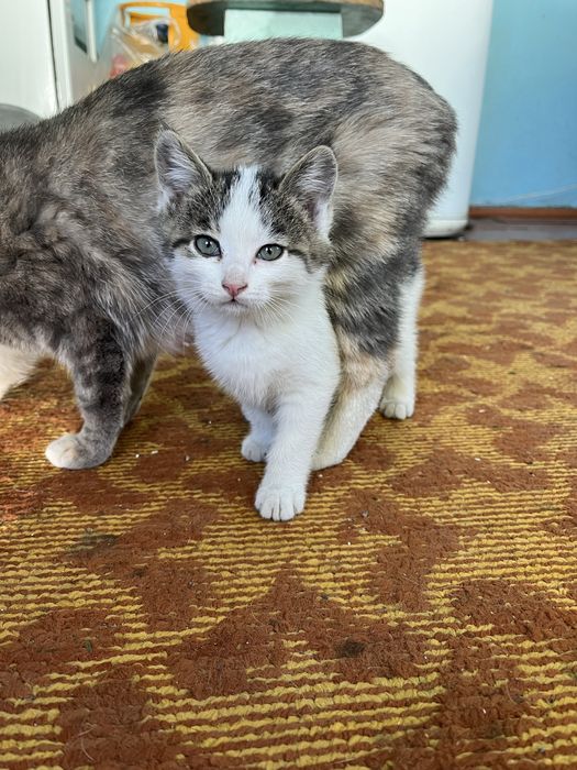 Девочка кошечка ищет хозяина