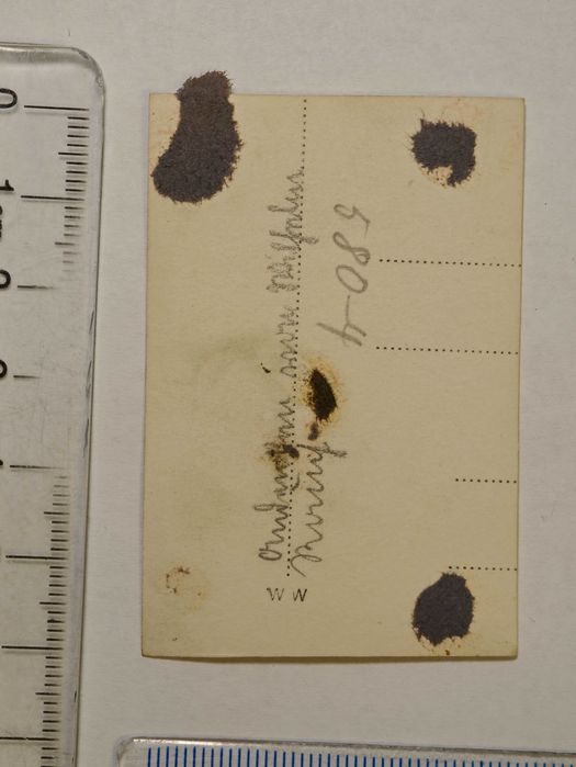 Lot 2 Fotografii / Poze Vechi WW2 - Război (Anii '30) Colecție