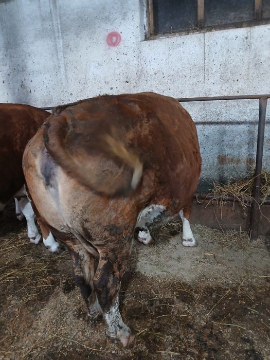 Vând 2 vaci baltata