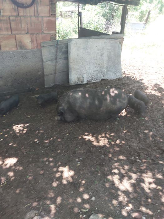 виетнамски прасета