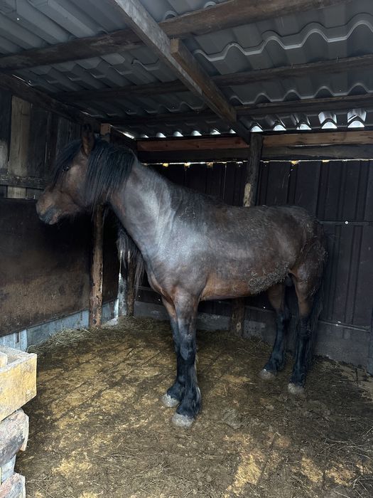 Продам  жеребца Айгыр