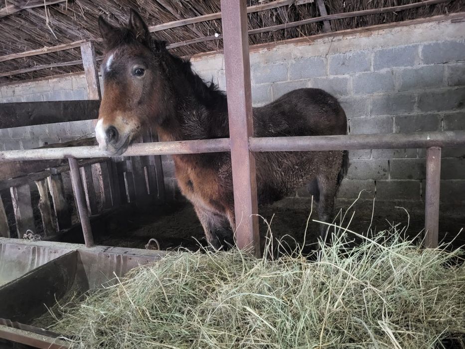 Тай согымга сатылады