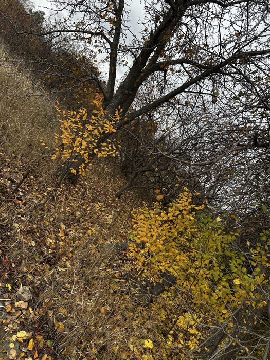 Продам дачный участок