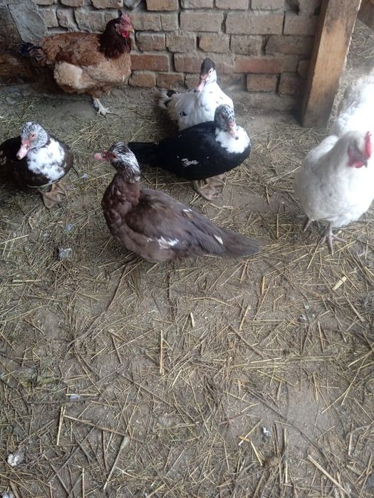 Продам     индоуток