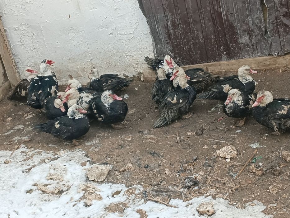 Индаутка сатылады