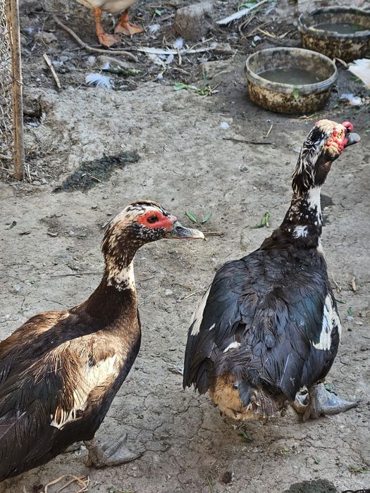 Vând rate lesesti și gaste