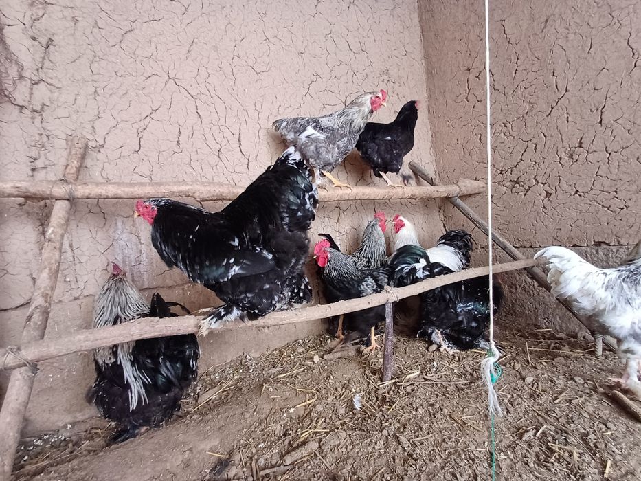 Светли.мрамр.гибрит.простой хурозлар сотилади.