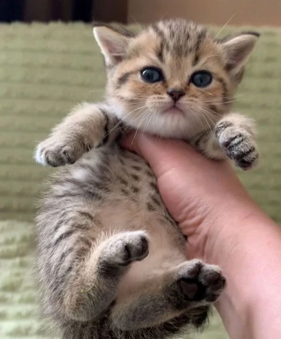 Британский котенок