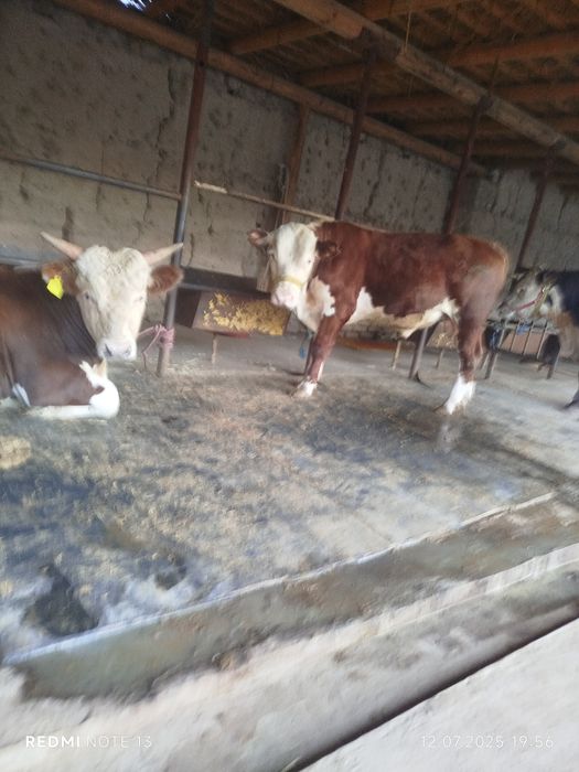 Резина моллар учун. Молхона Остига сотилади