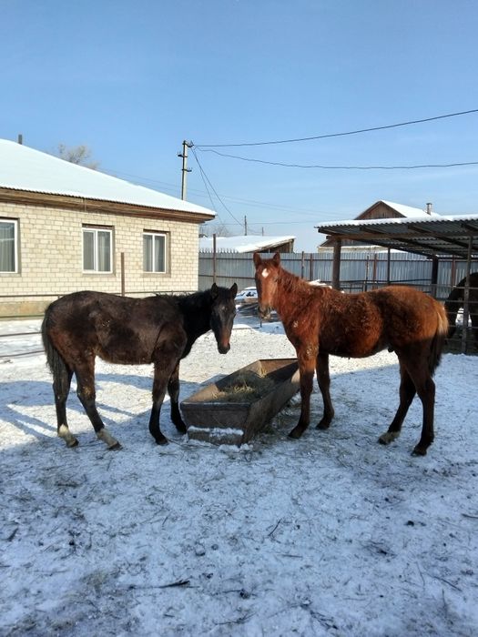 Таза Канды Тайлар сатылады