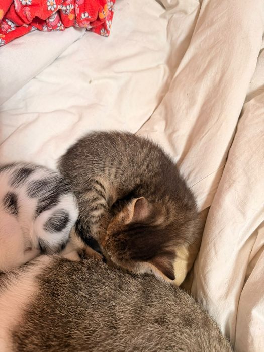 Котята домашнии.