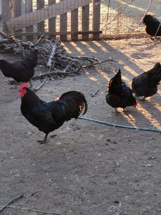 Vând ouă australorp negru