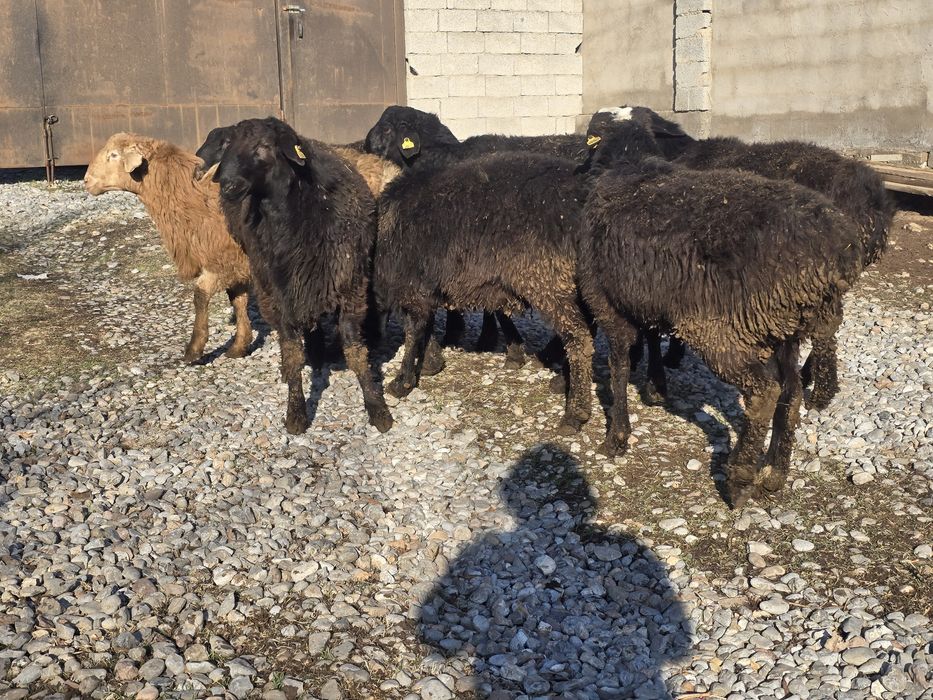 Қошқарлар сатылады жемде тұрған