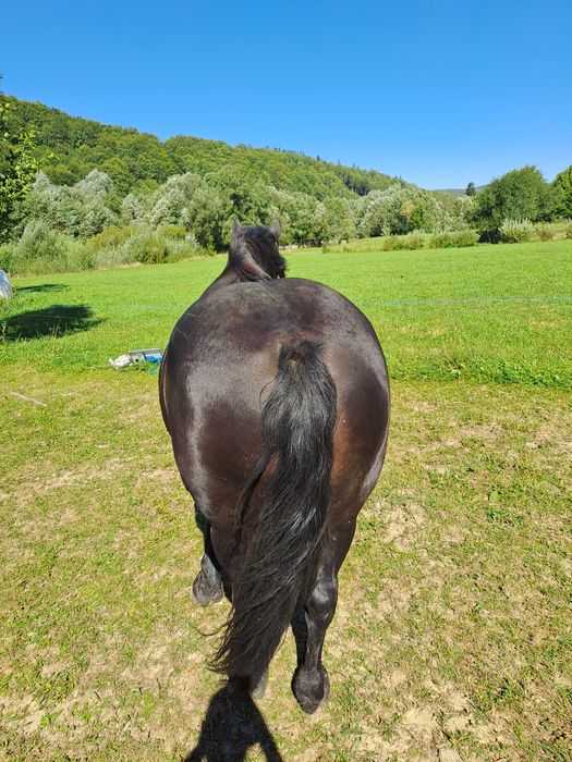 Vând pereche de iepe