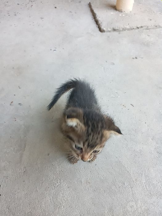 Mushuklar qulogi qeshaygan