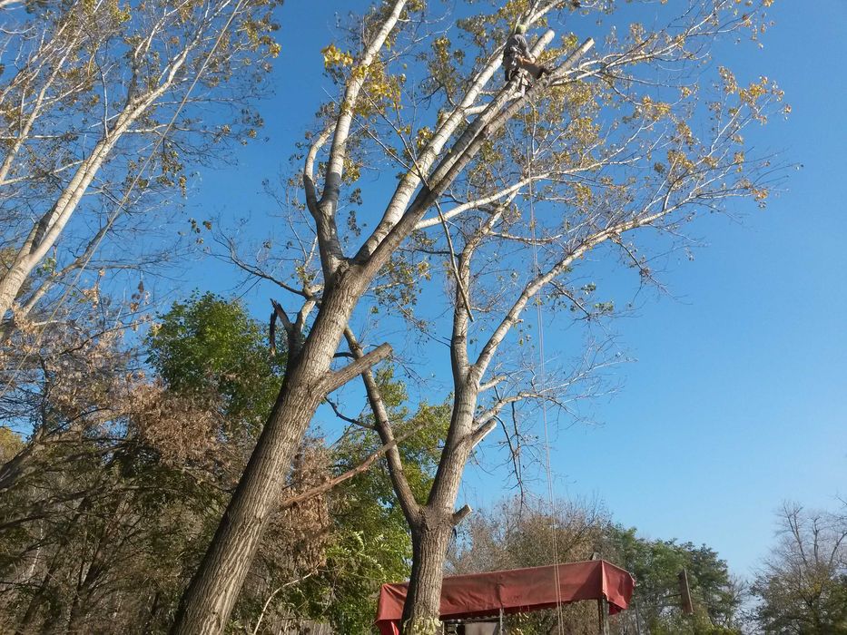 Рязане на опасни дървета