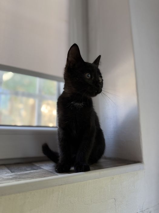 Подарявам коте.